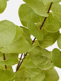 Eucalipto Artificial De Haste única